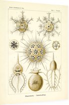 Circogonia - Phaeodaria (Kunstformen der Natur), Ernst Haeckel - Foto op Dibond - 30 x 40 cm