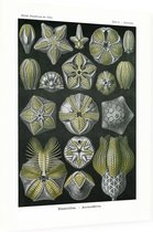 Pentremites - Blastoidea (Kunstformen der Natur), Ernst Haeckel - Foto op Dibond - 30 x 40 cm