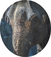 Aziatische olifant - Foto op Dibond - ⌀ 30 cm