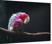 Roze kaketoe op zwarte achtergrond - Foto op Dibond - 40 x 30 cm