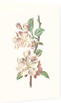 Clematis Armandii (Apple Blossom) - Foto op Dibond - 60 x 90 cm