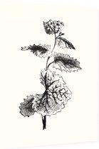 Look-zonder-look zwart-wit (Garlic Mustard) - Foto op Dibond - 30 x 40 cm