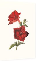 Crimson Petunia (Crimson Petunia White) - Foto op Dibond - 40 x 60 cm