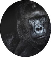 Silverback gorilla op zwarte achtergrond - Foto op Dibond - ⌀ 80 cm