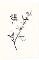 Veldlathyrus zwart-wit (Meadow Vetchling) - Foto op Dibond - 60 x 80 cm