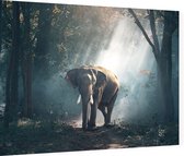 Olifant in oerwoud - Foto op Dibond - 80 x 60 cm