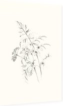 Fluitenkruid zwart-wit Schets (Wild Beaked Parsley) - Foto op Dibond - 60 x 90 cm