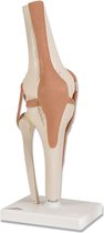 Kniegewricht functioneel - skeletmodel - modellichaam - lichaamskelet - geraamte - beenderen -