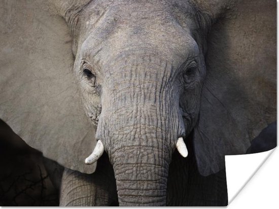 Poster Close-up van een olifant - 40x30 cm