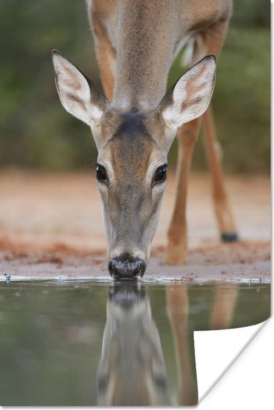 Drinkend hert Poster 60x90 cm - Foto print op Poster (wanddecoratie woonkamer / slaapkamer) / Wilde dieren Poster