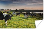 Grote groep Friese koeien grazen in een weiland Poster 180x120 cm - Foto print op Poster (wanddecoratie woonkamer / slaapkamer) / Boerderijdieren Poster XXL / Groot formaat!