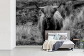 Behang - Fotobehang Schotse hooglander kijkt naar de camera - zwart wit - Breedte 420 cm x hoogte 280 cm