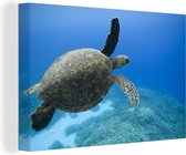 Canvas Schilderij Groene zwemmende schildpad fotoprint - 60x40 cm - Wanddecoratie