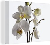 Tableau sur toile Orchidée papillon Witte - 80x60 cm - Décoration murale