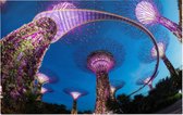 Neon verlichte tuinstad Gardens by the Bay in Singapore - Foto op Forex - 45 x 30 cm