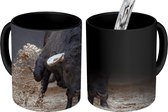 Magische Mok - Foto op Warmte Mok - Een stier die aan het rennen is in een zandbak - 350 ML