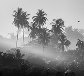Palmbomen in de jungle - Fotobehang (in banen) - 350 x 260 cm