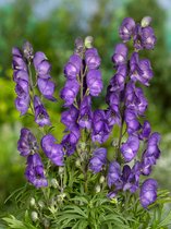 40x Aconitum 'Aconitum napellus blauw'  bloembollen met bloeigarantie