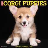 Welsh Corgi Puppies Kalender 2022