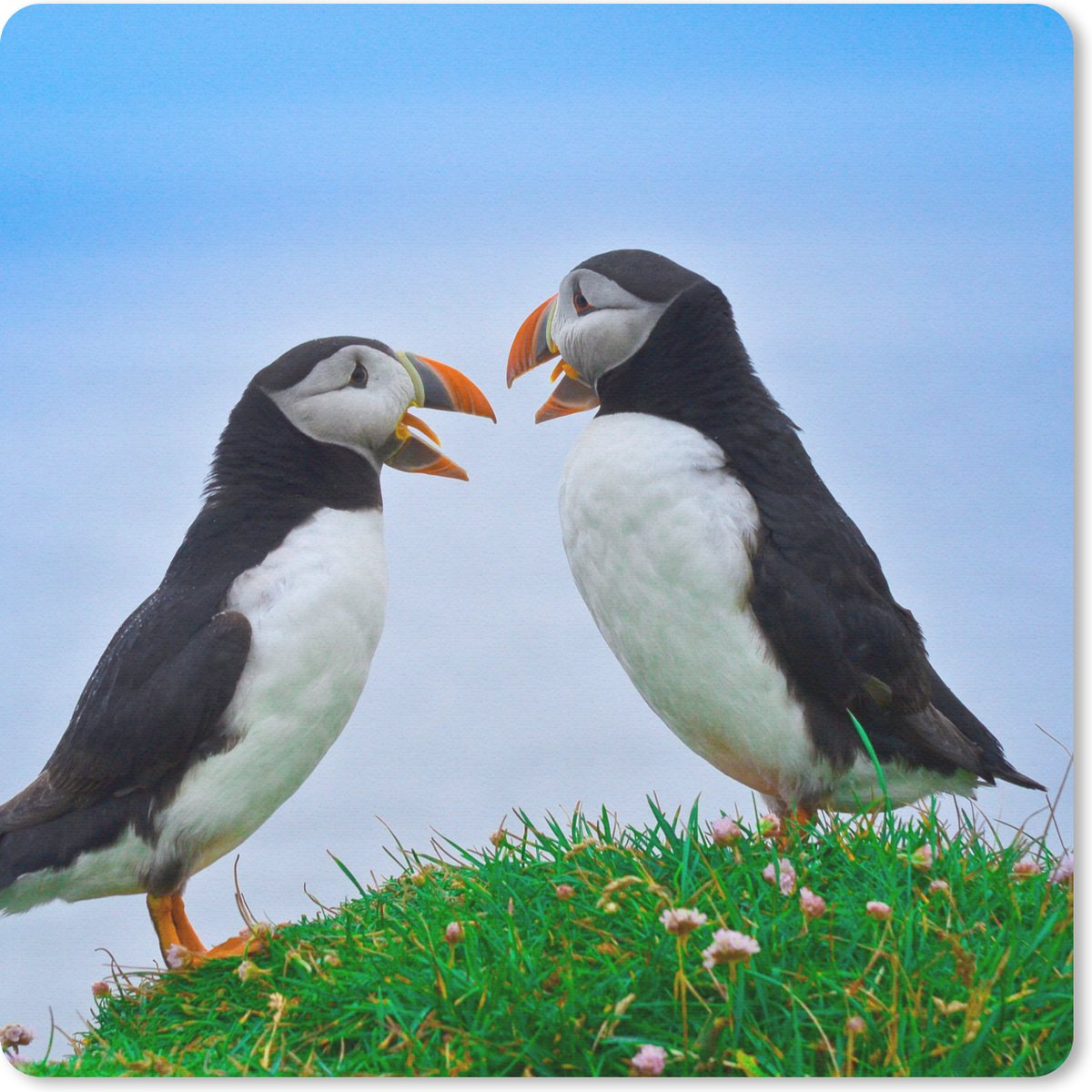 Muismat 30x30 cm - Mousepad Dieren - Vogels - Papegaaiduikers - Muismatten