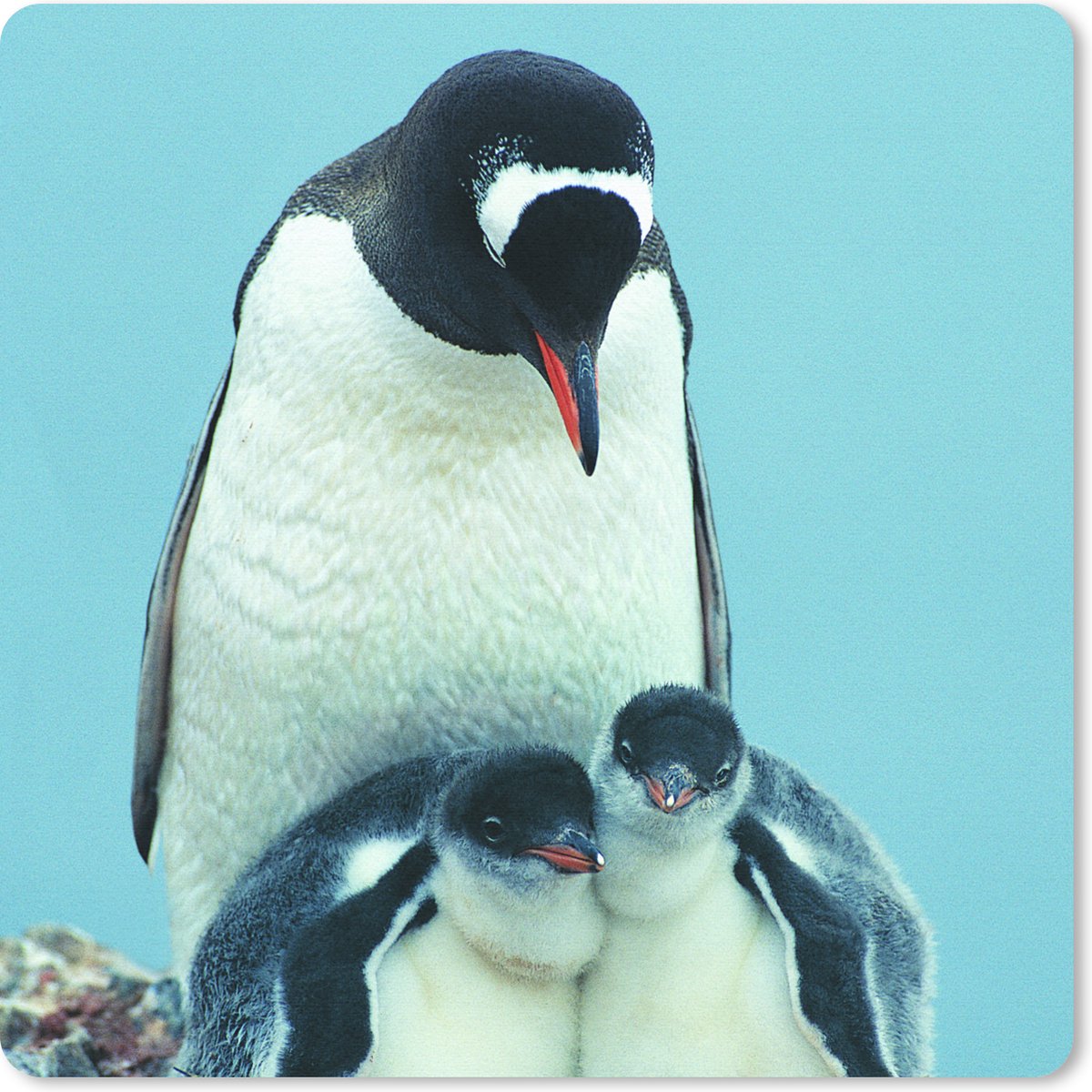 Muismat 30x30 cm - Mousepad Dieren - Pinguïns - Kuiken - Muismatten