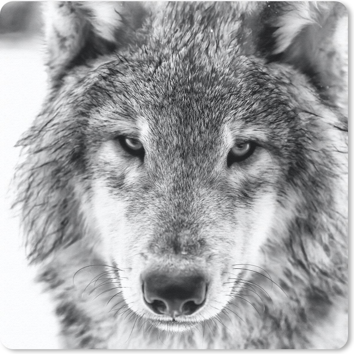 Muismat 20x20 cm - Mousepad Dierenprofiel wolf in zwart-wit - Muismatten