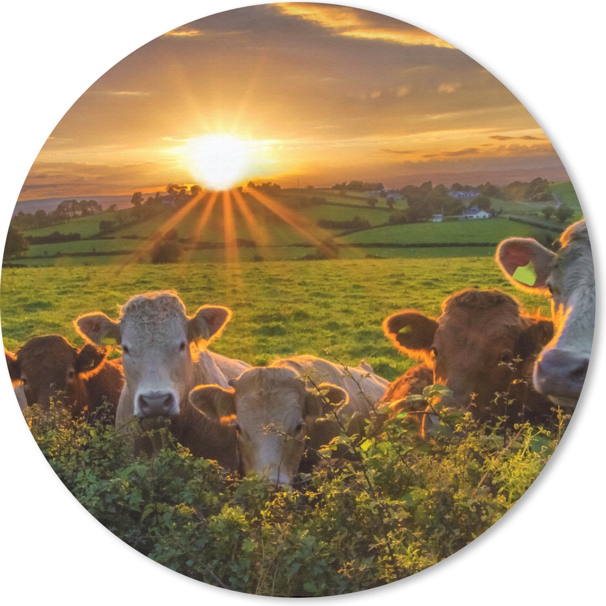 Muismat rond 30x30 cm - Mousepad Zon - Koe - Gras - Ronde muismatten