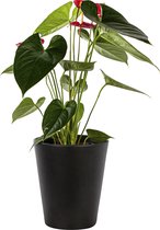 Plant in hydrocultuur systeem van Botanicly: Flamingoplant met weinig onderhoud – Hoogte: 5 cm – Anthurium andr. Turenza