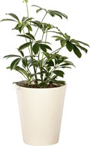Plant in hydrocultuur systeem van Botanicly: Vingersboom met weinig onderhoud – Hoogte: 35 cm – Schefflera arboricola
