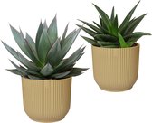 Hellogreen Kamerplant - Combinatie - Agave ‘Shaka Zulu’ en Haworthia West Jogoo - 20 cm - ELHO Vibes Fold Botergeel