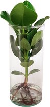 FloriaFor - Clusia Princess Op Water In Cylinder Glas - - ↨ 35cm - ⌀ 12cm