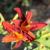 6x Hemerocallis ‘Sammy Russell’ - Daglelie - Pot 9x9 cm