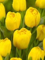 250x Tulpen 'Monte carlo'  bloembollen met bloeigarantie