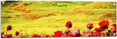 Tuinposter – Groep Rode Bloemen in Heuvellandschap - 120x40 cm Foto op Tuinposter (wanddecoratie voor buiten en binnen)
