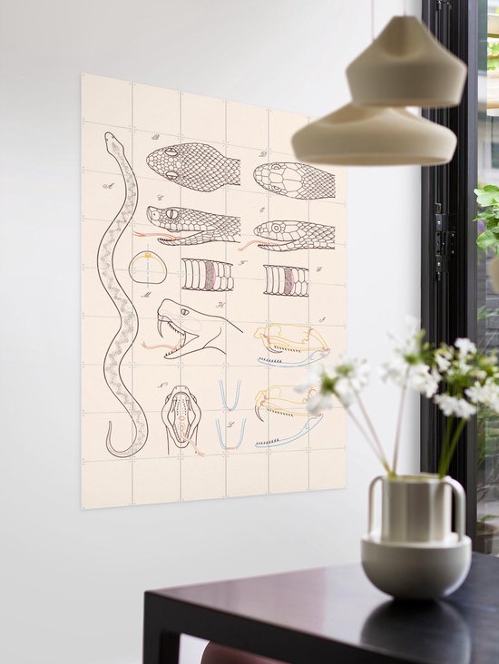 IXXI Serpent - Anatomie, Aster Edition - 100 x 140 cm - Gratis ophangtool - Grote wanddecoratie en posters - Technische Tekening, Illustraties, Line