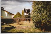 Dibond - Dieren - Hond - Tuin - Planten - Springen - 75x50 cm Foto op Aluminium (Wanddecoratie van metaal)