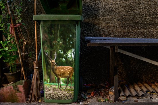 Autocollant pour poubelle à Kliko - Cerf - Forêt - Animal - 44 x 98 cm