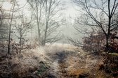 Fotobehang Bos In Mist - Vliesbehang - 405 x 270 cm