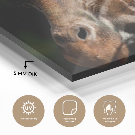 MuchoWow® Glasschilderij 90x60 cm - Schilderij acrylglas - Giraffe - Licht - Zwart - Foto op glas - Schilderijen