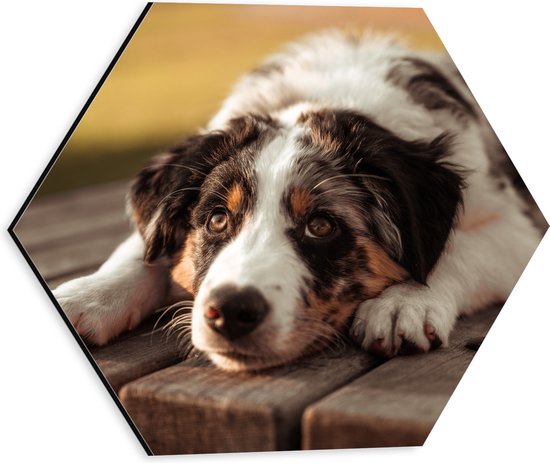 Dibond Hexagon - Liggende Zwart met Witte Hond op Houten Picknicktafel - 30x26.1 cm Foto op Hexagon (Met Ophangsysteem)