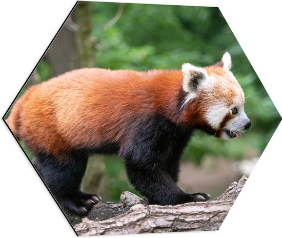 Dibond Hexagon - Rode Panda Kruipend over Boomstammen in het Bos - 60x52.2 cm Foto op Hexagon (Met Ophangsysteem)