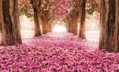 Flowers Cherry Blossoms Forest Nature Photo Wallcovering