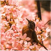 Poster Glanzend – Bloemen - Dieren - Vogel - Kleuren - 50x50 cm Foto op Posterpapier met Glanzende Afwerking