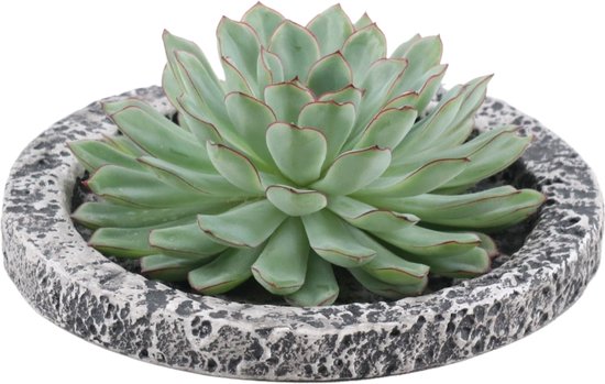 Echte Succulent groen in Concrete keramiek schaal - Ø12-14 cm - 5 cm - 1x Echeveria Pulidonis - kamerplant - vetplant - Herfstdecoratie