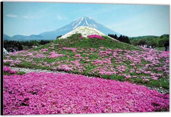 Dibond –Berg met Roze Bloemen– 60x40 Foto op Aluminium (Wanddecoratie van metaal)
