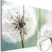 Schilderijen Op Canvas - Afbeelding op acrylglas - Fluffy Dandelions [Glass] 60x40 - Artgeist Schilderij