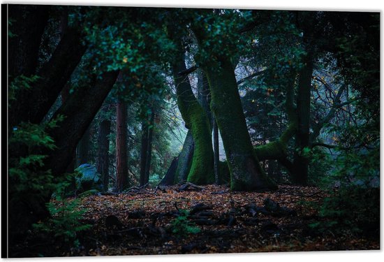 Dibond –Donker Bos– 90x60 Foto op Aluminium (Met Ophangsysteem)