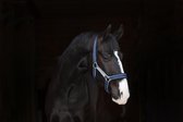 Horseware Rambo Padded Headcollar Donkerblauw Pony