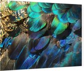 Kleurrijke veren van een blauwe pauw - Foto op Plexiglas - 90 x 60 cm