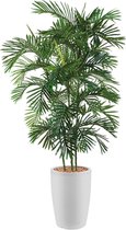 HTT - Kunstplant Areca palm in Genesis rond wit H200 cm